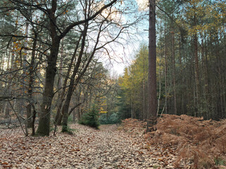 Peaceful UK woodland in autumn with tall pine trees, fallen brown leaves, and soft blue sky peeking through the tranquil forest canopy.
