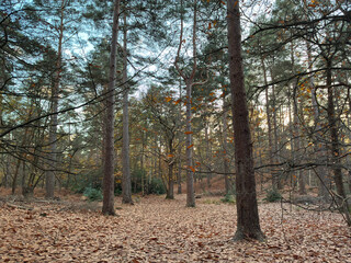 Peaceful UK woodland in autumn with tall pine trees, fallen brown leaves, and soft blue sky peeking through the tranquil forest canopy.