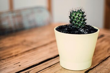 Small green cactus in white ceramic pot