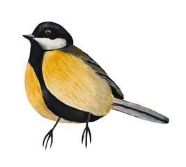 Hand drawn watercolor great tit. Watercolor illustration.