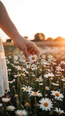 Picking a daisy in a sun-drenched meadow feels like a fairytale dream, enjoying the simple pleasures of a summer evening in the countryside