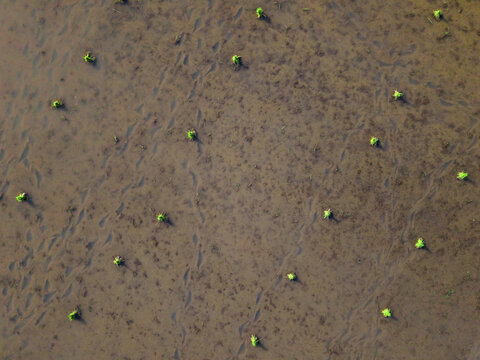 Aerial view of vibrant green sprouts puncturing the moist earth, creating a textured tapestry of life and growth, Klaten Regency, Central Java, Indonesia.