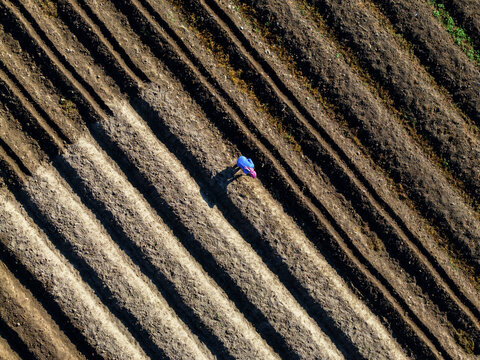 Aerial view of a farmer tending to neatly furrowed fields, the dark earth contrasting with the bright blue of their clothing, Klaten Regency, Central Java, Indonesia.