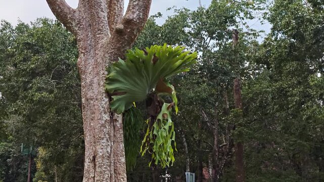Platycerium ridleyi fern on tree