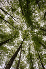 Looking up through a lush forest in Skikda, Algeria.