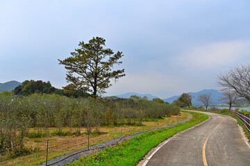 An old road with a long tree