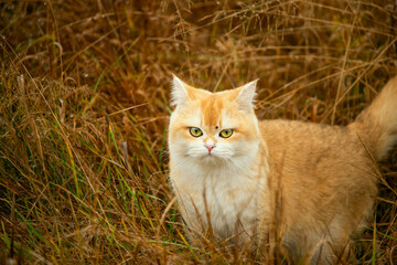 A ginger plush cat in a thicket of dry grass. A tick sits on its face.