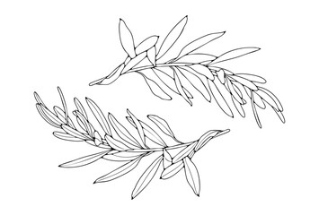 Olive branch sketch isolated on white background. Hand drawn botanical illustration