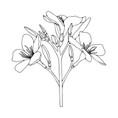 Nerium oleandr flower outline or sketch isolated on white background. Hand drawn floral black and white illustration