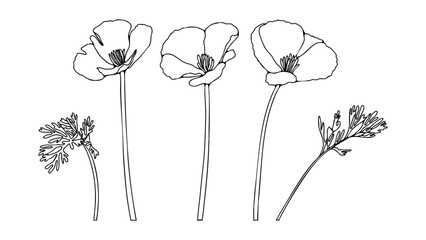 Poppy flowers black outline isolated on white background. Vector flower illustration