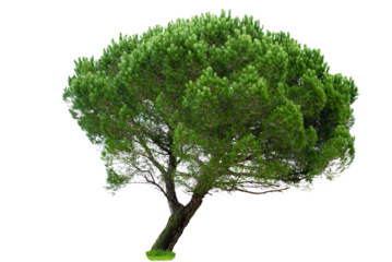 Wide-Crowned Pine Tree with Dense Green Foliage on Transparent Background