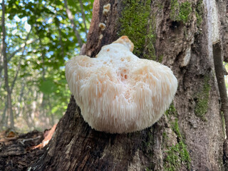 Close-up a wild Hericium erinaceus mushroom, also known as lion’s mane, in a sunlit forest. The fungus has a soft, fluffy, cream-colored texture and is displayed against a natural woodland background. © IgorCheri