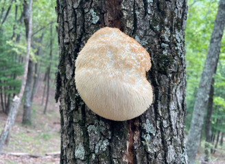 Close-up a wild Hericium erinaceus mushroom, also known as lion’s mane, in a sunlit forest. The fungus has a soft, fluffy, cream-colored texture and is displayed against a natural woodland background. © IgorCheri