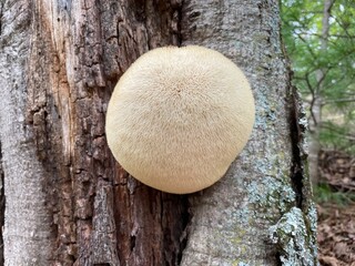 Close-up a wild Hericium erinaceus mushroom, also known as lion’s mane, in a sunlit forest. The fungus has a soft, fluffy, cream-colored texture and is displayed against a natural woodland background. © IgorCheri