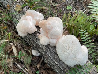 Close-up a wild Hericium erinaceus mushroom, also known as lion’s mane, in a sunlit forest. The fungus has a soft, fluffy, cream-colored texture and is displayed against a natural woodland background. © IgorCheri
