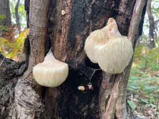 Close-up a wild Hericium erinaceus mushroom, also known as lion’s mane, in a sunlit forest. The fungus has a soft, fluffy, cream-colored texture and is displayed against a natural woodland background. © IgorCheri
