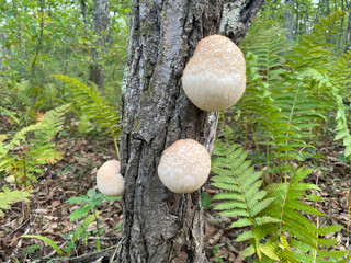 Close-up a wild Hericium erinaceus mushroom, also known as lion’s mane, in a sunlit forest. The fungus has a soft, fluffy, cream-colored texture and is displayed against a natural woodland background. © IgorCheri