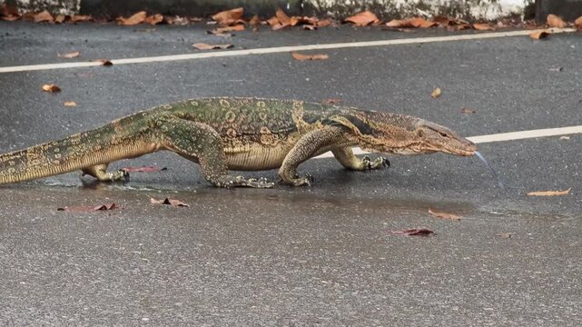 A monitor lizard is walking on the road.