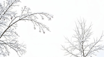 Fototapeta premium Minimalist Snow Covered Branch Aesthetic Artistic Fresh Winter Season Image