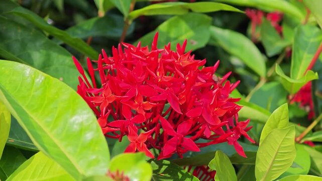 West Indian Jasmine. Red Flower.
