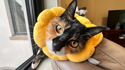 Cozy Indoor Cat Posing in Yellow Pet Recovery Collar