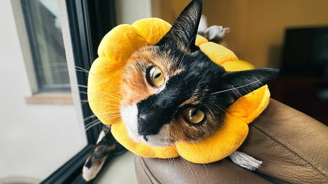 Cozy Indoor Cat Posing in Yellow Pet Recovery Collar