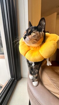 Cozy Indoor Cat Posing in Yellow Pet Recovery Collar