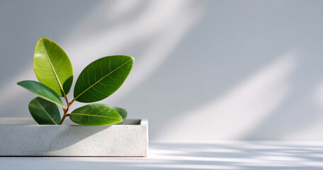 Minimalist green plant with broad leaves in rectangular white concrete planter casting soft shadows on light background