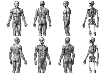 Detailed human anatomy set with muscle and skeleton views from multiple angles