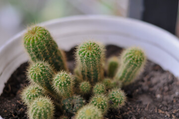 Close-up of a cluster of small potted golden-spined cactus plants growing in dark soil with a soft, blurred background.