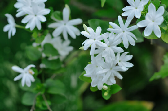 Delicate cluster of fragrant white jasmine flowers (Jasminum sambac) blooming in lush green foliage under natural daylight.
