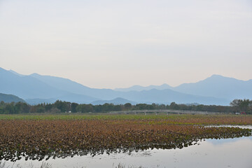 The appearance of plants living in a large lake on a cloudy autumn day
