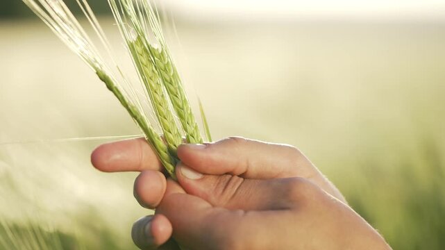 Hand holding green wheat ear in sunlit field showing grain and barley detail with farmer touch and crop growth focus agriculture harvest highlighting natural texture and sustainable farming practice