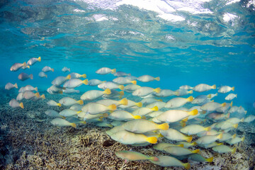 A large school of Pacific Longnose Parrotfish (hipposcarus longiceps) swimming in a shallow crystal clear blue tropical reef lagoon on the Great Barrier Reef, QLD, Australia. © Nautilus Creative