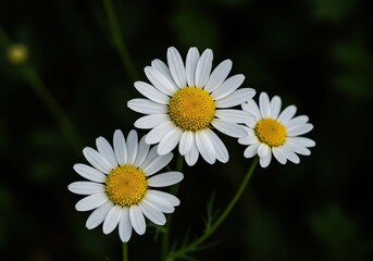 Obraz premium Close-up of delicate camomile blossoms with soft petals and bright yellow centers, embodying natural tranquility and gentle herbal essence ,field ,camomile ,healthy lifestyle