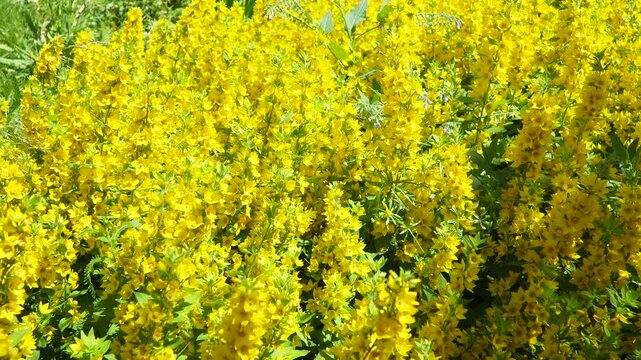 Lysimachia punctata, tdotted loosestrife, large yellow loosestrife, circle flower, or spotted loosestrife, is flowering plant species in family Primulaceae. Rhizomatous perennial herbaceous plant