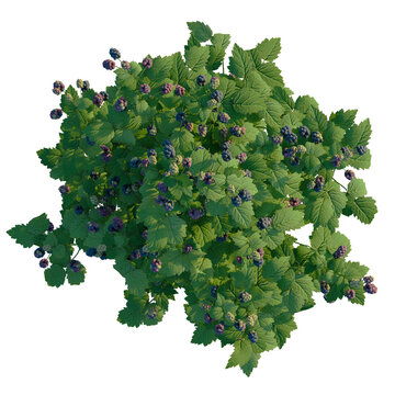 Rubus caesius tree plan, top view, cutout, transparent background, 4k isolate, Abundant blackberry bush laden with ripe, juicy dark berries and lush green leaves