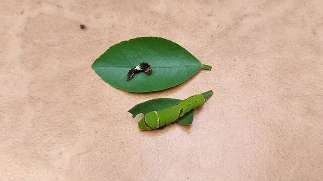 Black and green caterpillars on green leaves in the garden