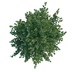 Obraz premium Sambucus nigra tree plan, top view, cutout, transparent background, 4k isolate, Vibrant green tree top view with delicate white flowers blooming