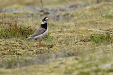 Common Ringed Plover on a coastal area in southeastern Iceland on a clear afternoon in mid-July.