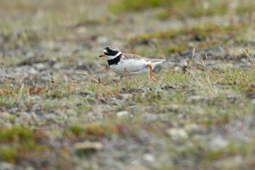 Common Ringed Plover on a coastal area in southeastern Iceland on a clear afternoon in mid-July.