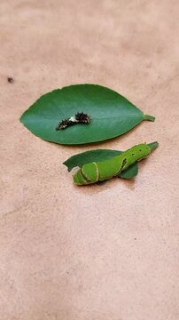 Black and green caterpillars on green leaves in the garden