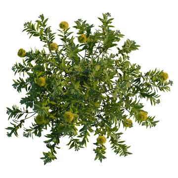 Xanthostemon chrysanthus tree plan, top view, cutout, transparent background, 4k isolate, Vibrant green shrub with yellow fluffy flowers, isolated on black