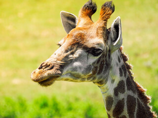 Close-up of Cape Giraffe