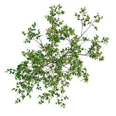 Prunus padus tree plan, top view, cutout, transparent background, 4k isolate, Vibrant green leafy branch with delicate blossoms and small berries