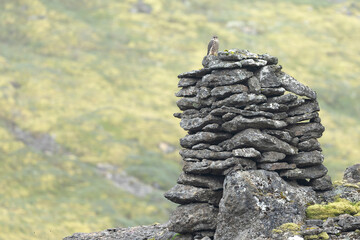 Adult female Merlin on a typical Isandia stone pile on a cloudy day with very soft light