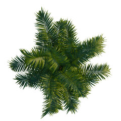 Obraz premium Chamaedorea cataractarum tree plan, top view, cutout, transparent background, 4k isolate, Vibrant green palm fronds viewed from directly above, a lush tropical accent