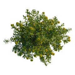 Xanthostemon chrysanthus tree plan, top view, cutout, transparent background, 4k isolate, Vibrant yellow flowering shrub with lush green leaves