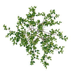 Prunus padus tree plan, top view, cutout, transparent background, 4k isolate, Vibrant green leaves and branches from top view, perfect for nature projects