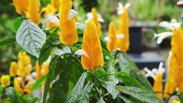 Yellow golden shrimp plant flowers green leaves,
